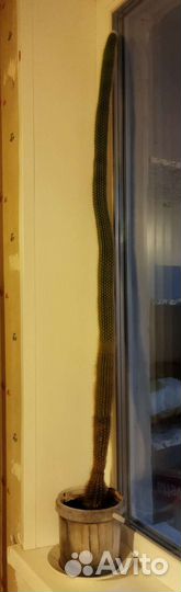 Огромный кактус