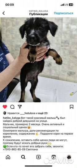 Собака в добрые руки щенок мальчик
