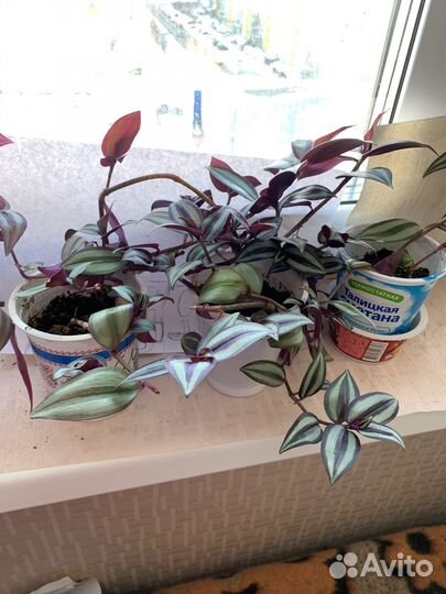 Традесканция зебрина и Хлорофитум