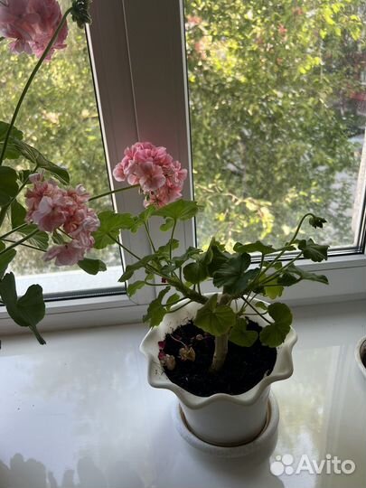 Пеларгония герань