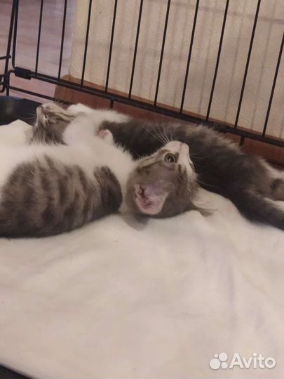 Домашние животные в добрые руки