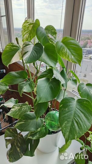 Монстера вариегатная пестролистная альба