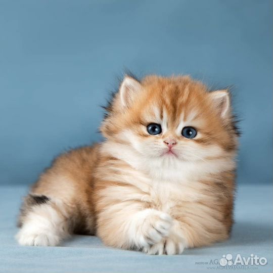 Котята золотые британские длинношерстные шиншиллы