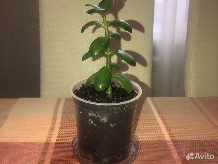 Толстянка, денежное дерево