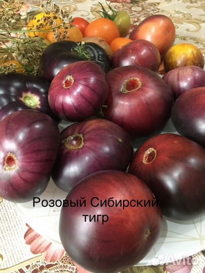 Семена коллекционных томатов