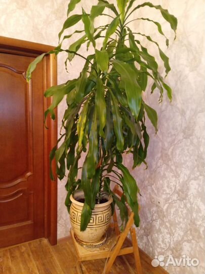 Комнатные цветы драцена