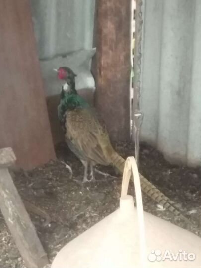 Молодняк птицы