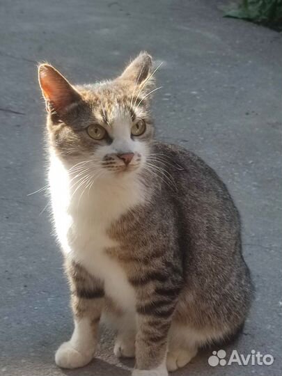 Кошка