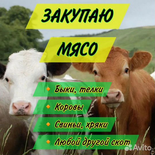 Закупаем мясо