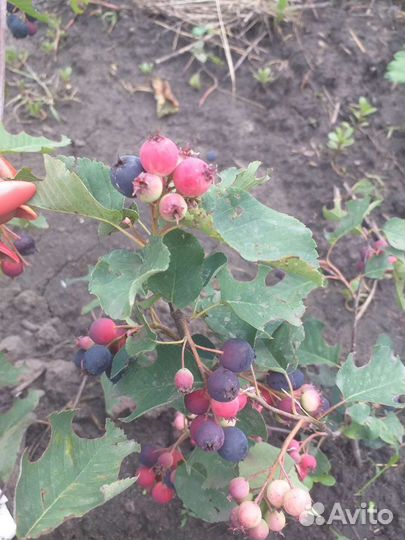 Ирга Канадская Smokey,Martin,Honeywood