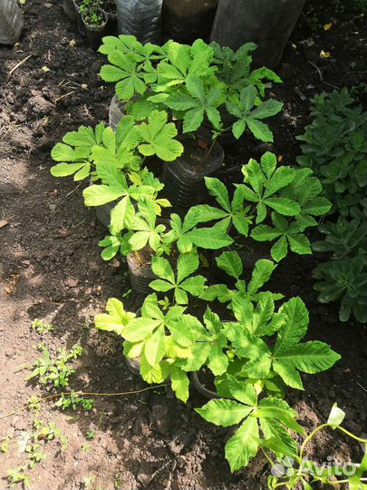 Саженцы каштана