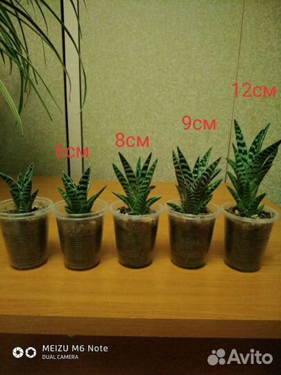 Алоэ тигровое декоративное