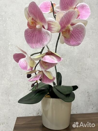 Орхидея