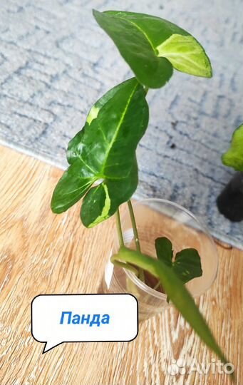 Сингониумы