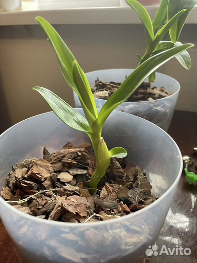 Орхидея дендробиум белая