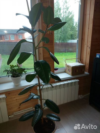 Продаю замечательный фикус