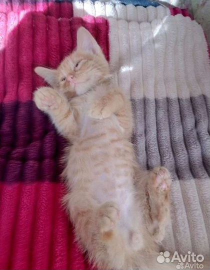 Британская кошка