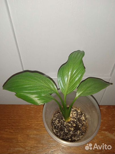 Спатифиллум Спилт Милк, Spilt milk