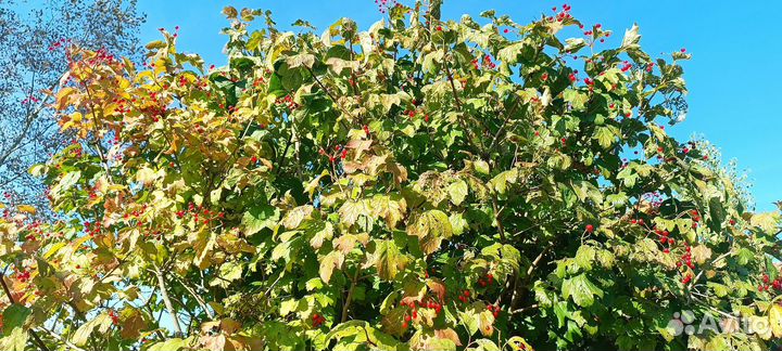 Калина ягоды