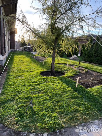 Рулонный газон и укладка