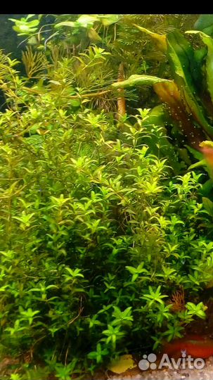 Аквариумные растения. Микрантемоидес