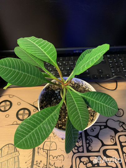 Комнатные растения