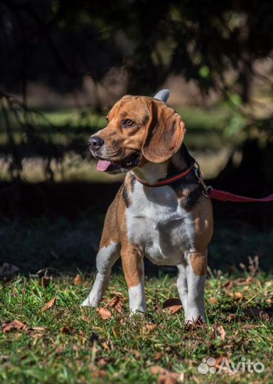 Бигль(вязка)