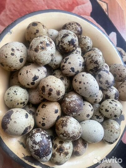 Яйца перепелиные домашние