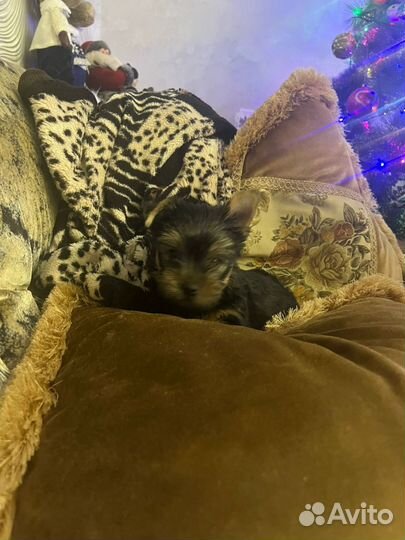 Йоркширский терьер