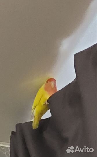 Попугаи неразлучники с клеткой