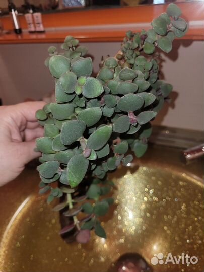 Денежное дерево толстянка