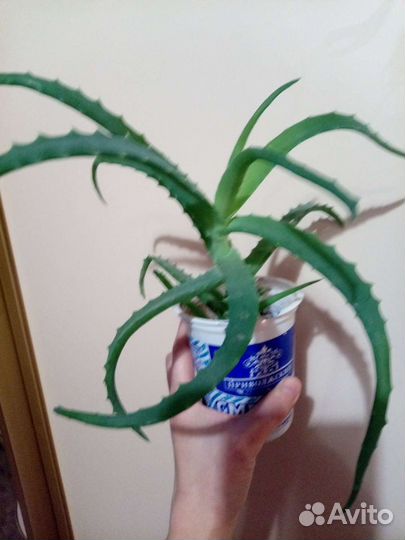 Алоэ 2хлетние