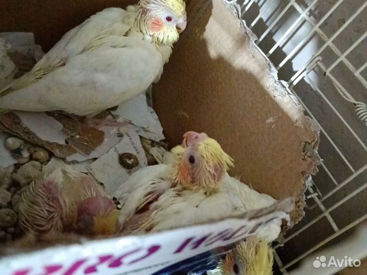 Попугай корелла ручной