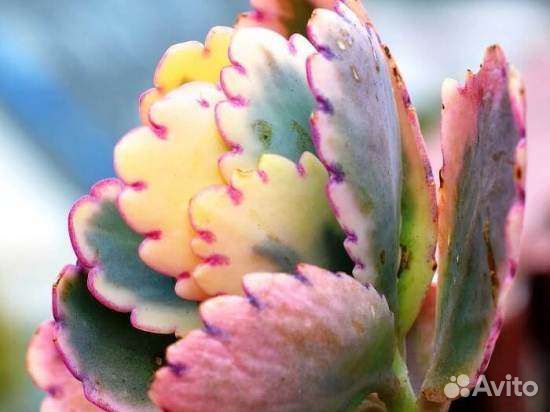 Каланхоэ Федченко вариегатное и др