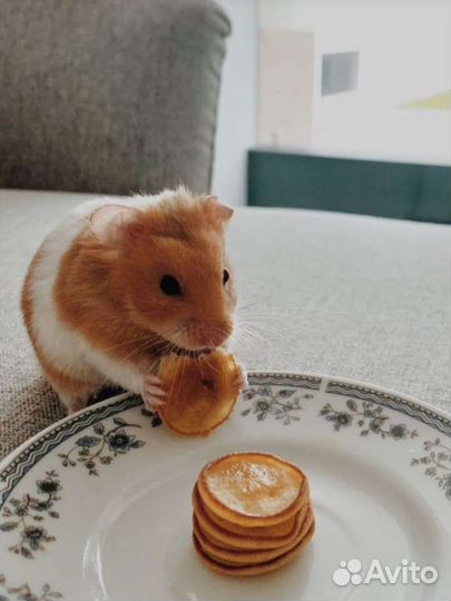 Передержка грызунов