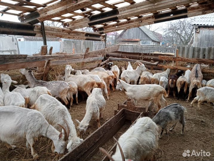 Зааненские, альпийские и нубийские козы и козлы