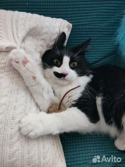 Пушистое счастье в добрые руки. котик 1 год