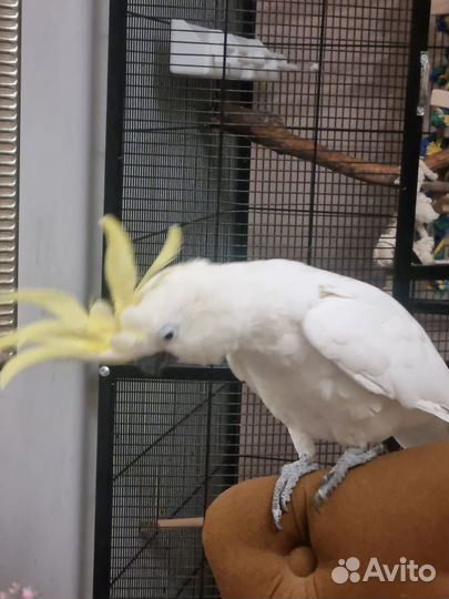 Большой попугай