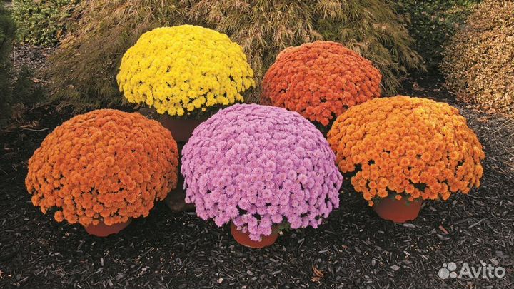 Хризантема мультифлора ранняя вегетативная