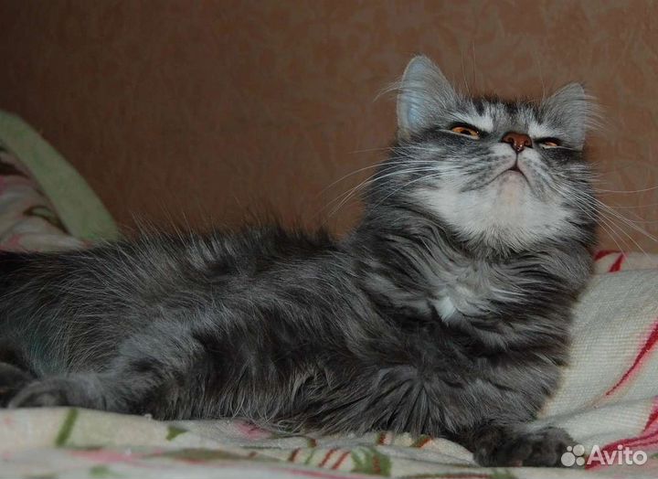 Кошка Красавица в добрые руки