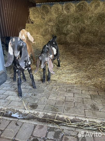 Козлик камори