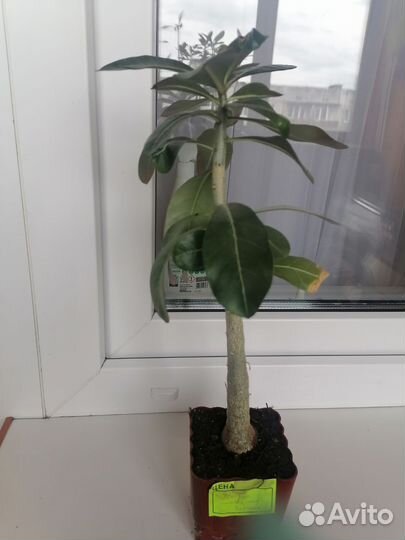 Комнатные растения