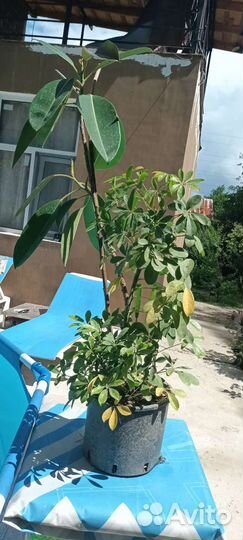 Фикус 2вида метровый