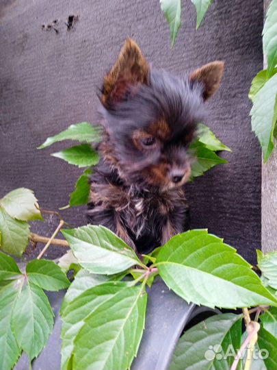 Мини мальчик йорк