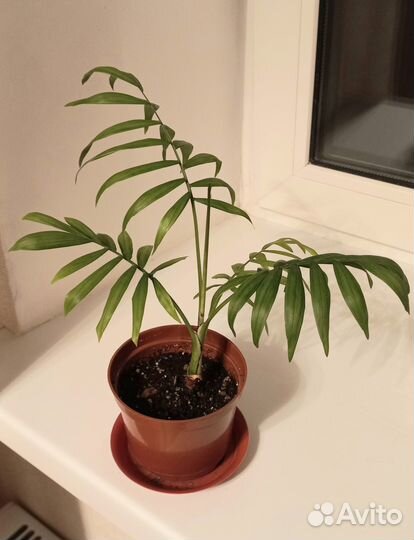 Комнатные растения