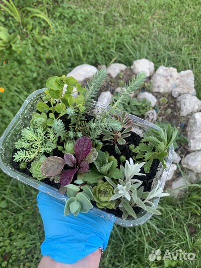 Набор почвопокровных растений