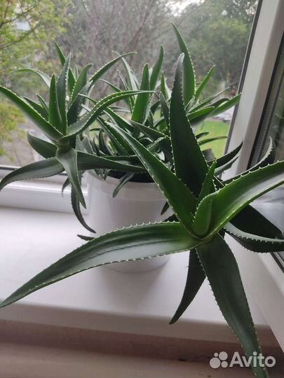 Алоэ лечебный