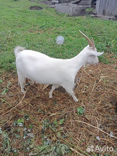 Коза дойная