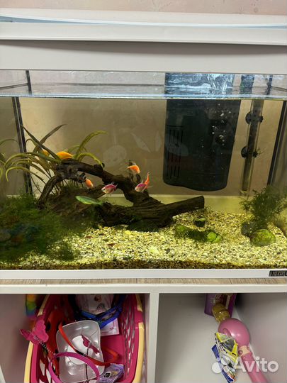 Аквариум с рыбками