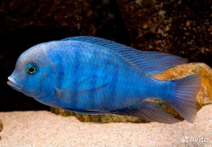 Аквариумные рыбы